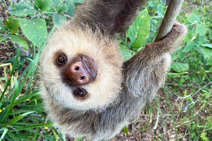 Meet Luca the sloth 